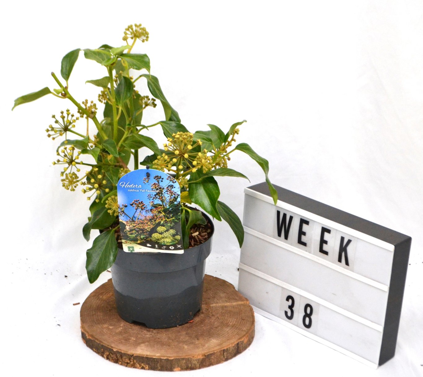 Hedera colchica 'Fall Favourite' - C3 20-40 CM